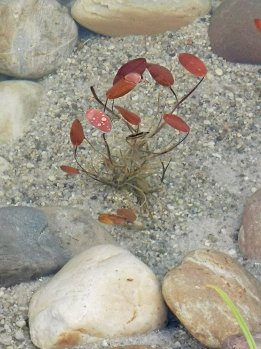 Potamogeton natans - schwimmendes Laichkraut